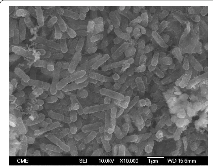L'acidithiobacillus thiooxidans visto al microscopio - immagine David S. Holmes @ResearchGate