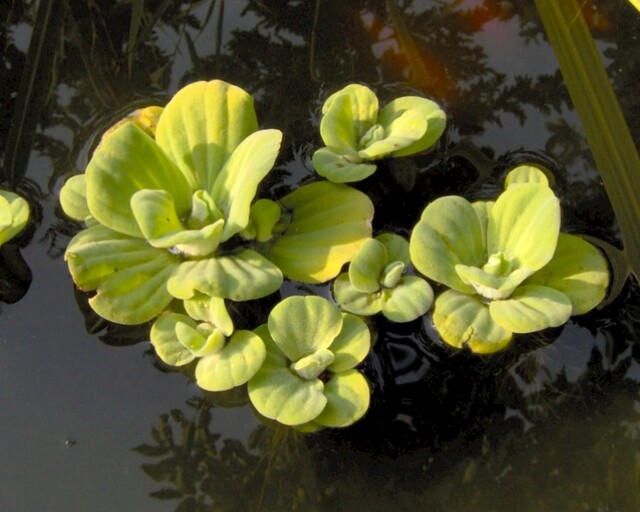 Anche la lattuga d'acqua può essere utile in questi casi - immagine University of Florida IFAS