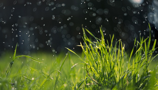 Ci sono vari tipi di erbe con buone capacità assorbenti - immagine MECO @Pixabay