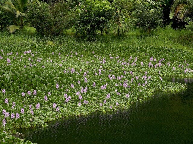 Le PFAS nell'acqua sono sensibili all'assorbimento da parte di queste piante floreali - Immagine University of Florida IFAS