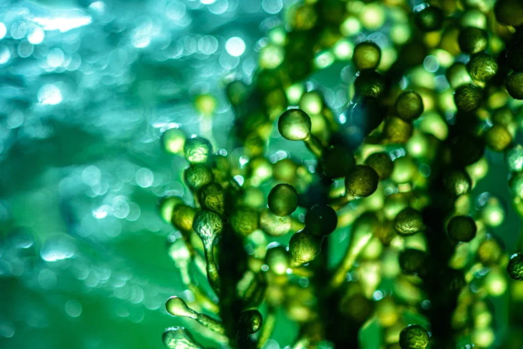 Le microalghe possono riciclare la CO2 in modo molto efficace - immagine greenleaf123 @Getty Images