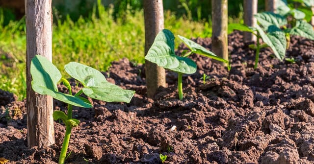 Queste piante sono potenzialmente buoni accumulatori di metalli pesanti - immagine The Garden Magazine